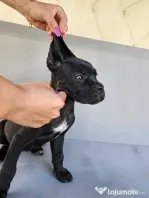 vând catelusa cane corso