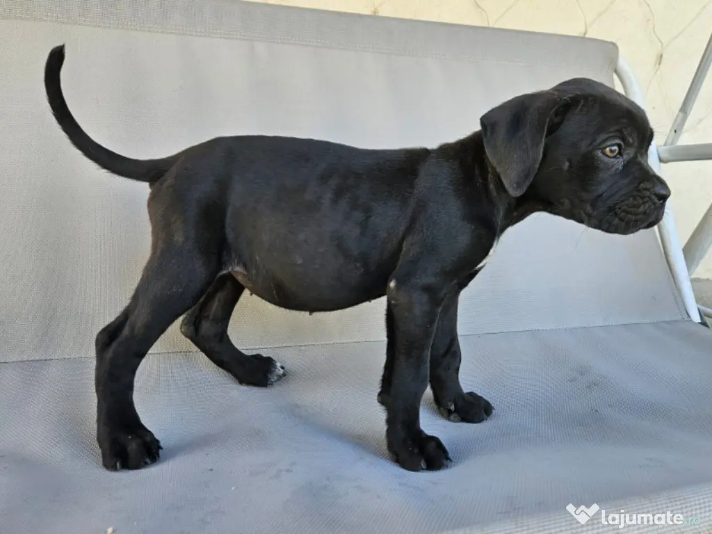 vând catelusa cane corso