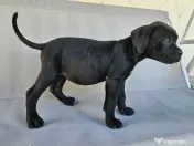 vând catelusa cane corso