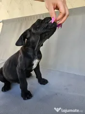 vând catelusa cane corso