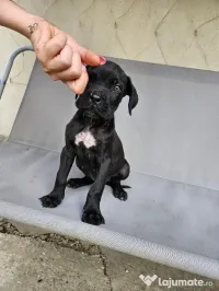 vând catelus cane corso