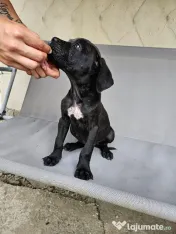 vând catelus cane corso