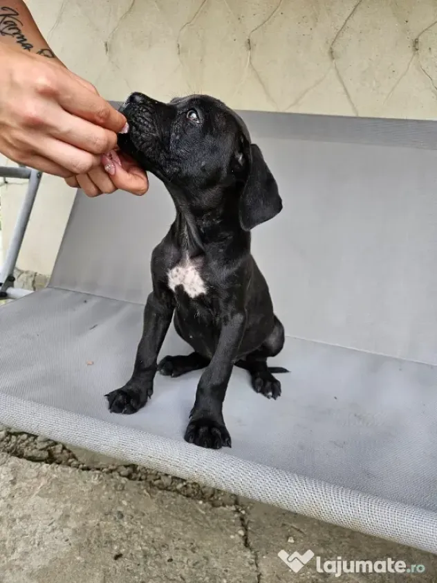 vând catelus cane corso