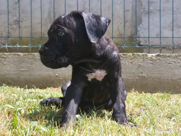 vând catelus cane corso