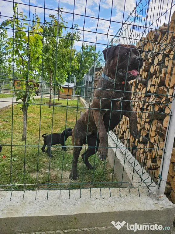 vând catelus cane corso