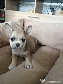 Buldog francez de rasă pură