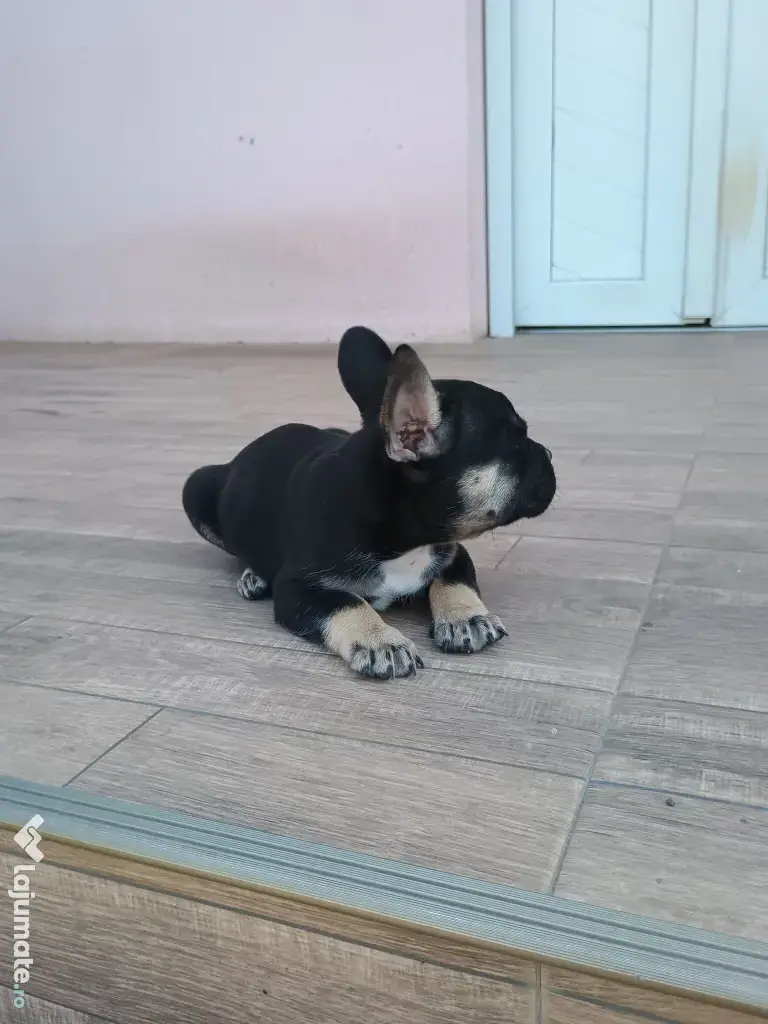 Bulldog francez de rasă pură