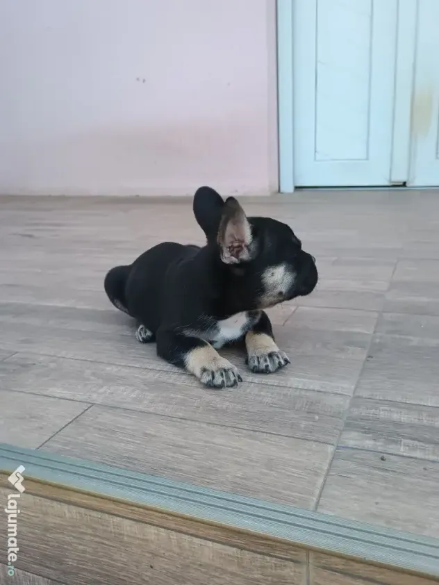 Bulldog francez de rasă pură