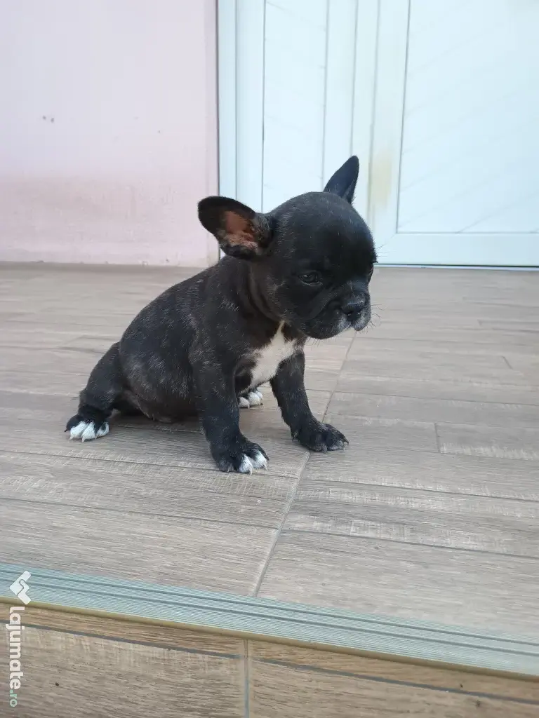 Bulldog francez de rasă pură