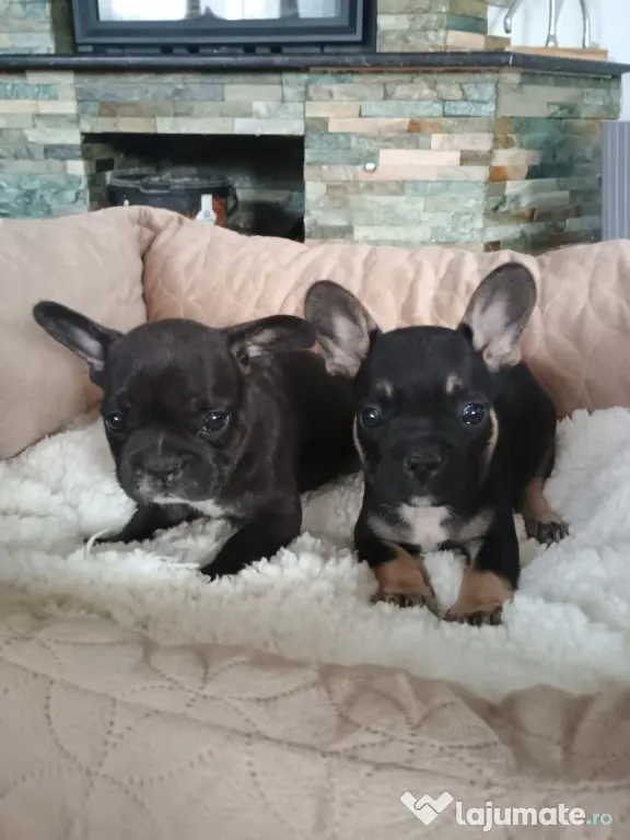 Bulldog francez de rasă pură