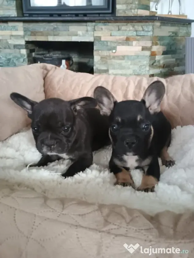 Bulldog francez de rasă pură