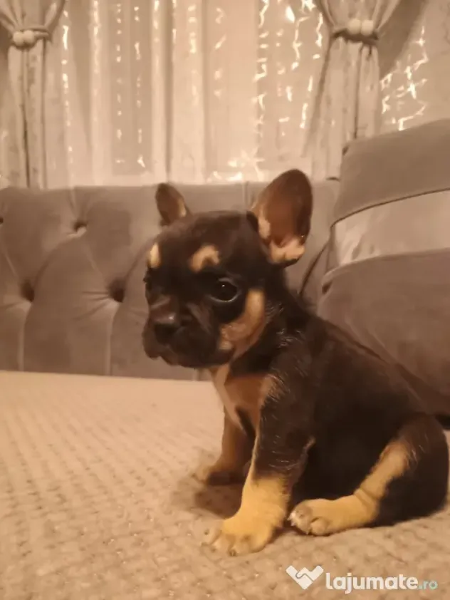 Bulldog francez de rasă pură