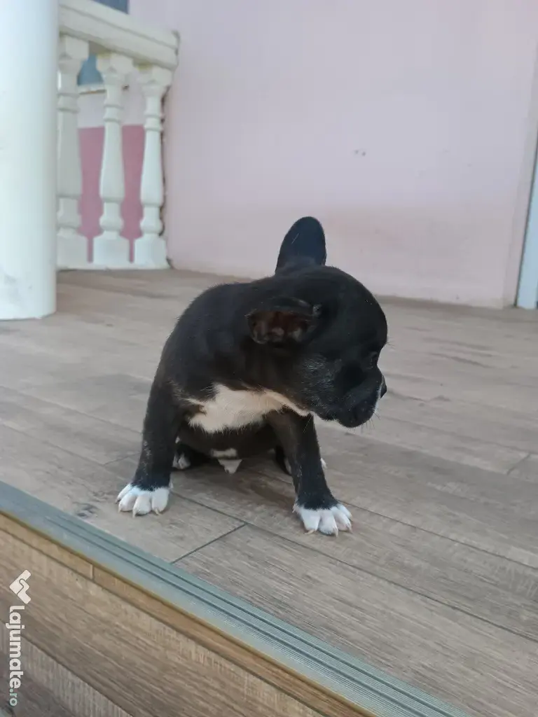 Bulldog francez de rasă pură