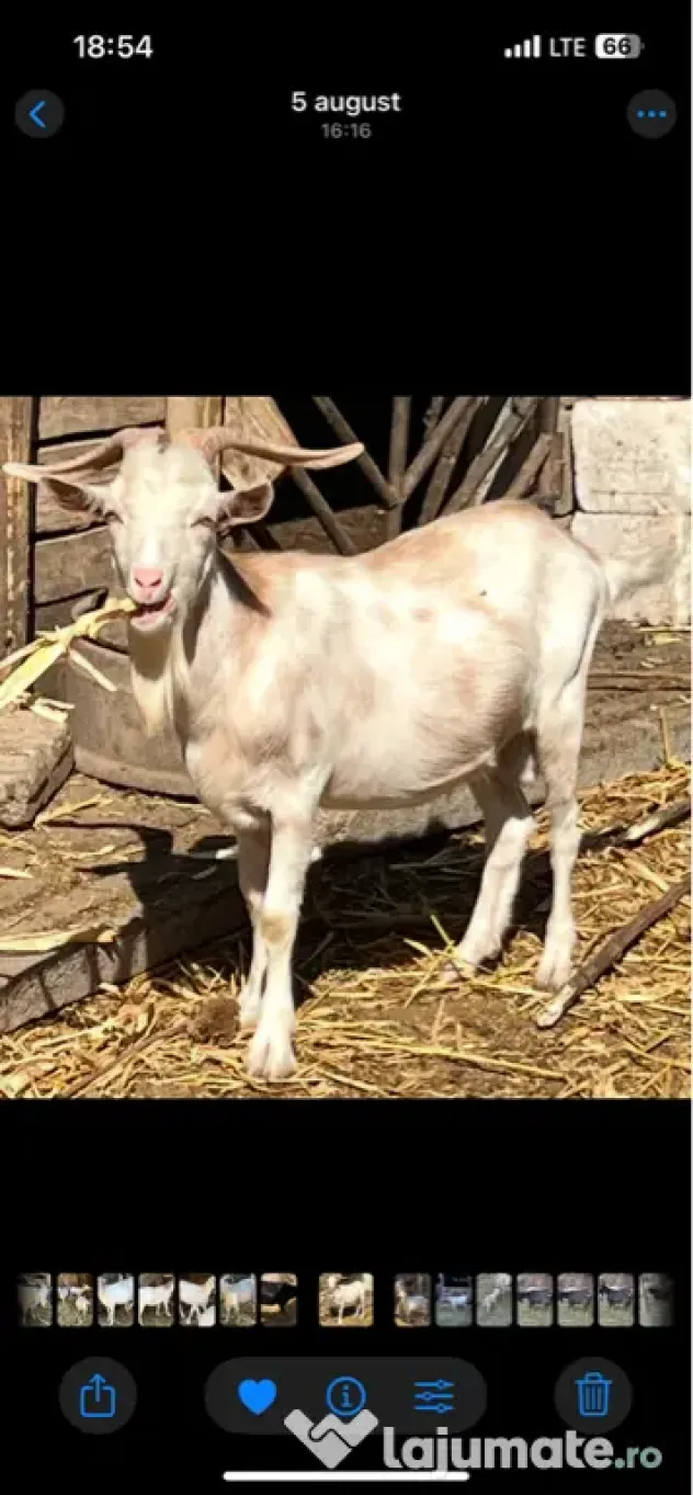 Tapi sunati la telefon