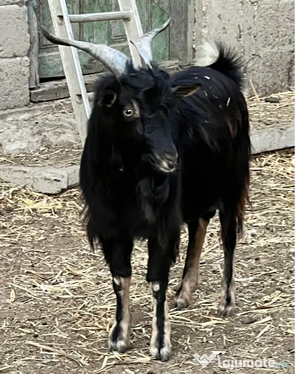 Tapi sunati la telefon