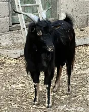 Tapi sunati la telefon