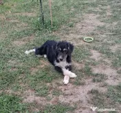 Catei adoptie gratuita 