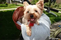 Căței Mini toy yorkshire Terrier