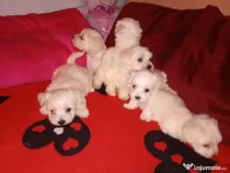 Căței Bichon maltez