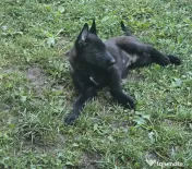 Pui ciobănesc belgian malinois 