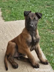 Pui ciobănesc belgian malinois 