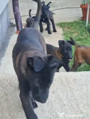 Pui ciobănesc belgian malinois 