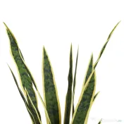 Outsunny limba soacrei planta artificiala, cu vas, 15x80cm 