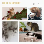 PawHut Set 2 Stâlpi de Zgâriat pentru Pisici, Bază Stabilă, 42,5x42,5 cm, Gri | Aosom Romania