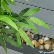 HOMCOM planta artificiala bambus in ghiveci, 140 cm 