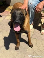 Femela ciobanesc belgian malinois - 7 luni adoptie 