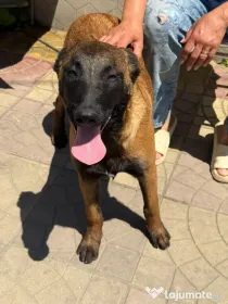 Femela ciobanesc belgian malinois - 7 luni