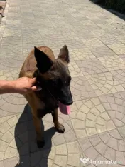 Femela ciobanesc belgian malinois - 7 luni adoptie 