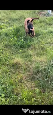 Femela ciobanesc belgian malinois - 7 luni adoptie 