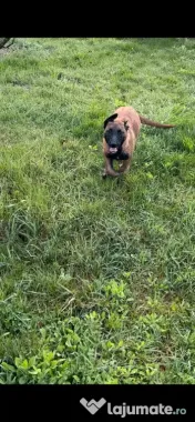 Femela ciobanesc belgian malinois - 7 luni adoptie 