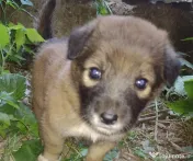 Pui de câine adopție 