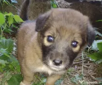 Pui de câine adopție