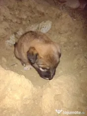 Pui de câine adopție 