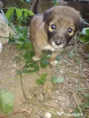 Pui de câine adopție 