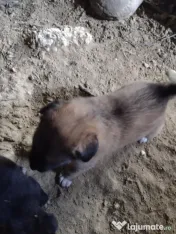 Pui de câine adopție 