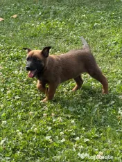 Ciobanesc belgian malinois