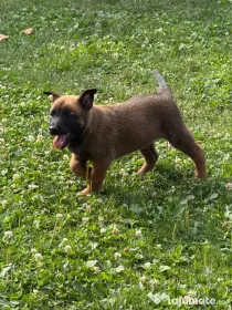 Ciobanesc belgian malinois