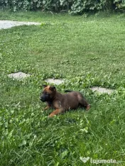 Ciobanesc belgian malinois