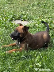 Ciobanesc belgian malinois