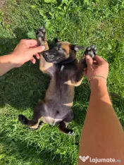 Ciobanesc belgian malinois