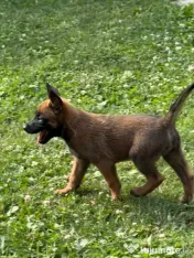 Ciobanesc belgian malinois