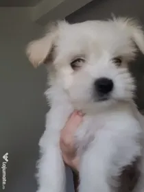 Bichon maltez pui