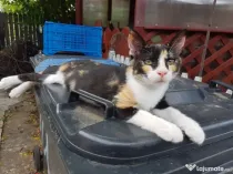 Ofer spre adoptie o pisicuta tare agera si frumoasa