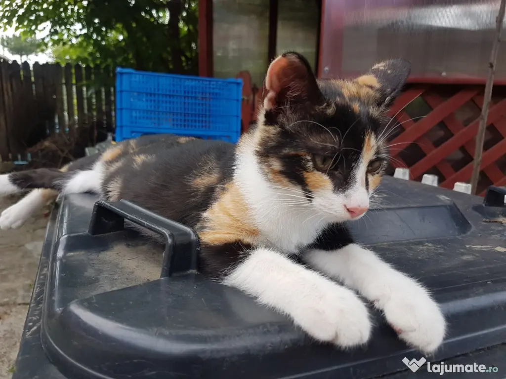 Ofer spre adoptie o pisicuta tare agera si frumoasa