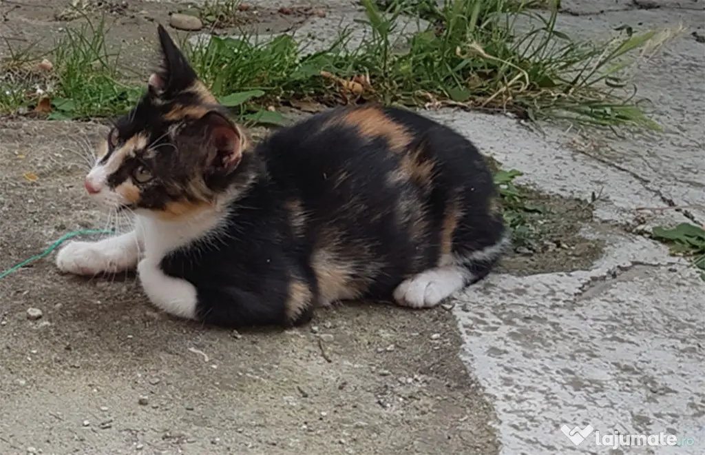 Ofer spre adoptie o pisicuta tare agera si frumoasa