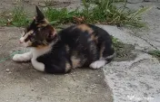Ofer spre adoptie o pisicuta tare agera si frumoasa